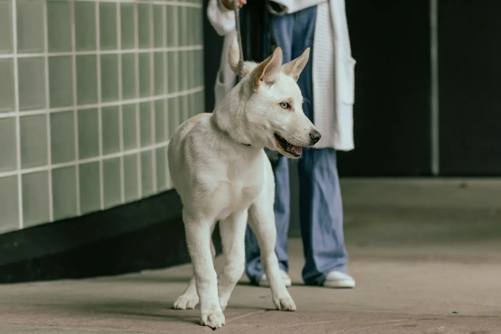 Ein weißer Hund steht neben einer Person in medizinischer Kleidung