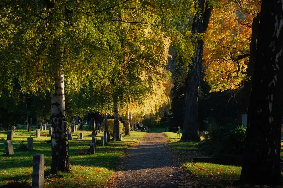 Von Birken gesäumter Weg über einen Friedhof im Herbstlicht